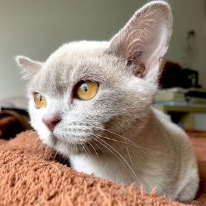 Meet your Posher, Jess